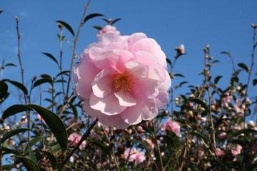 さざんかの花の画像