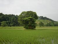 年ノ森古墳