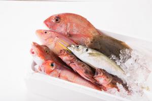鮮魚