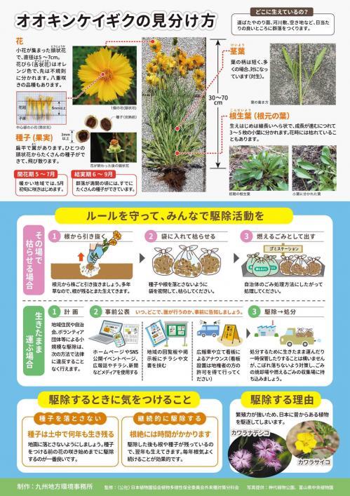 九州オオキンケイギクチラシ_page-0002.jpg