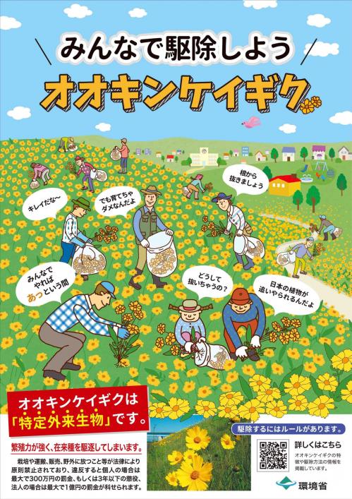 九州オオキンケイギクチラシ_page-0001.jpg