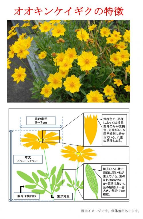 オオキンケイギク特徴1.jpg