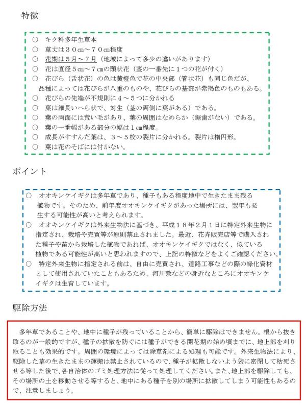 オオキンケイギク特徴2.jpg