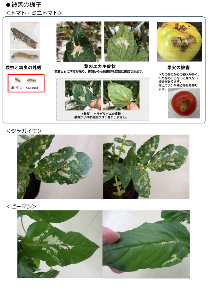 児湯地区トマトキバガ啓発資料2